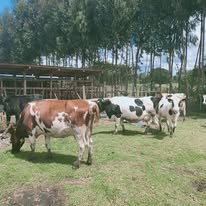 BaFarm Dairy Unit — Friesian Holstein cattle on pasture
