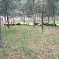 BaFarm Sheep Unit — Dorper and Hampshire Down on pasture