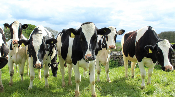Holstein Friesian heifers on pasture