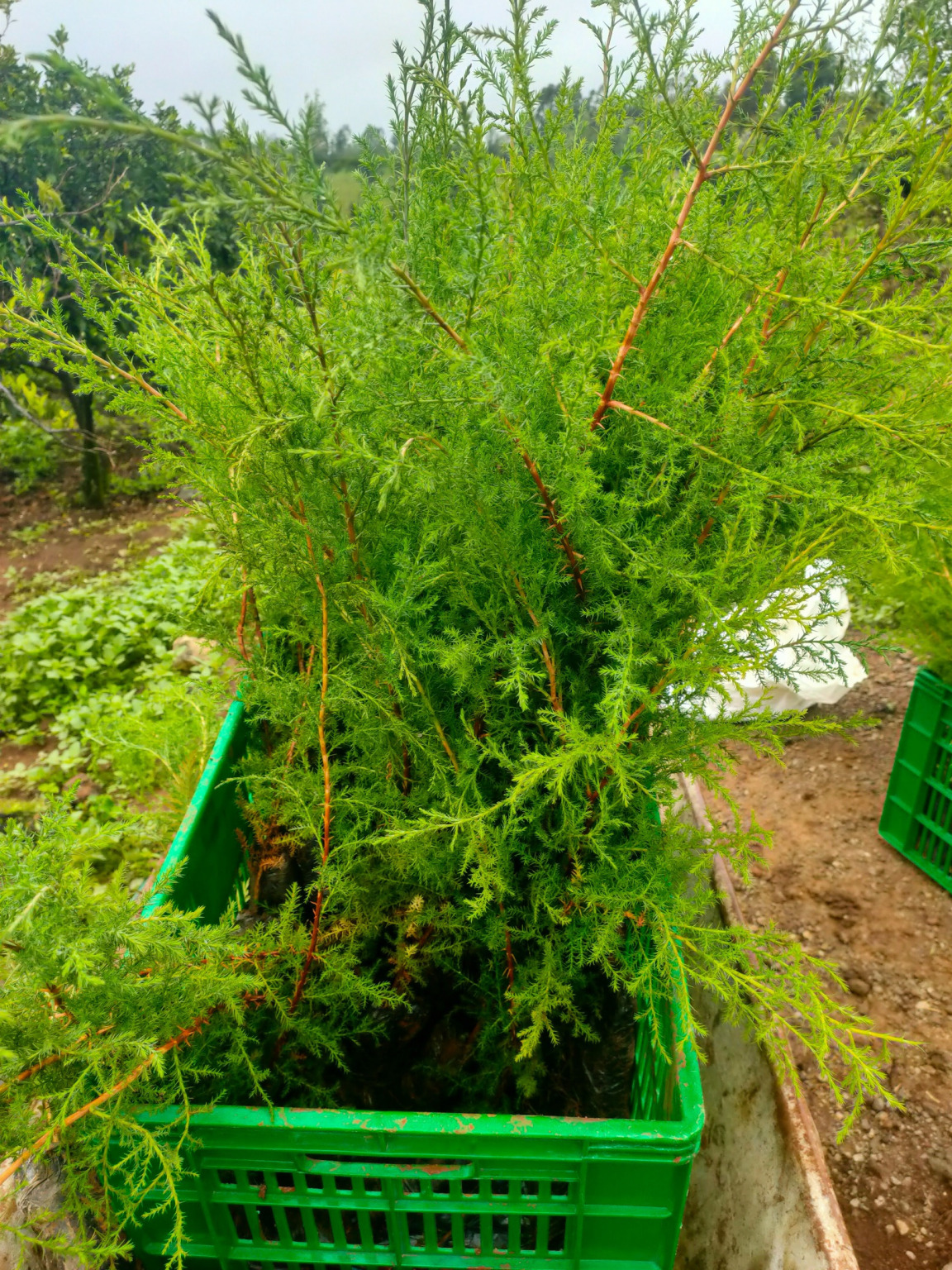 BaFarm Tree Plantation & Apiary — agroforestry with beekeeping