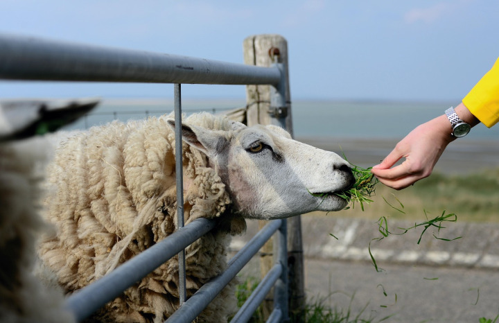Sheep on pasture