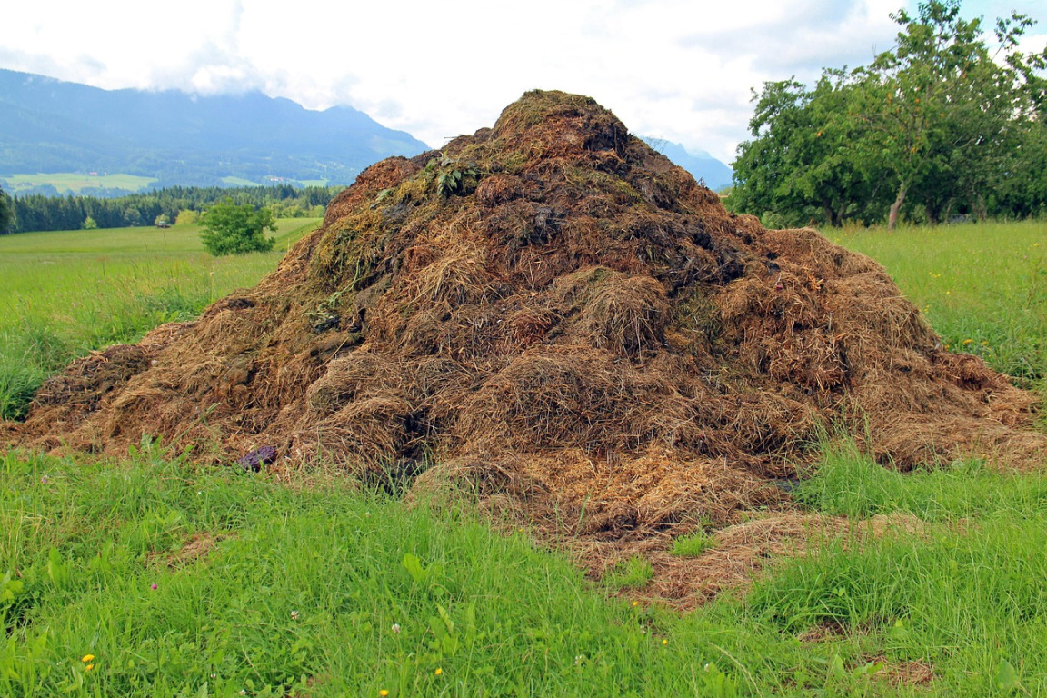 Compost and manure heap