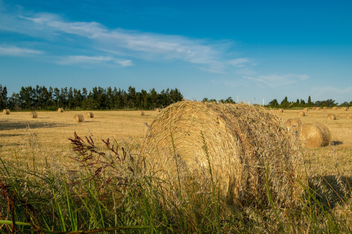 Baled lucerne (alfalfa) field