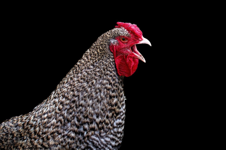 Live kienyeji rooster